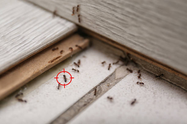 Flea Control Services in Lake Winnebago, MO