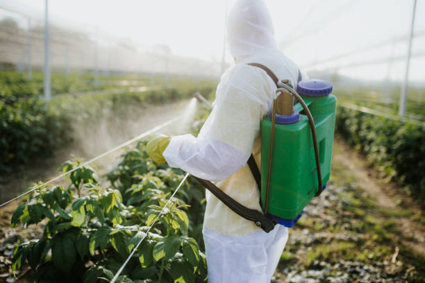 Best Wasp Removal Services  in Lake Winnebago, MO